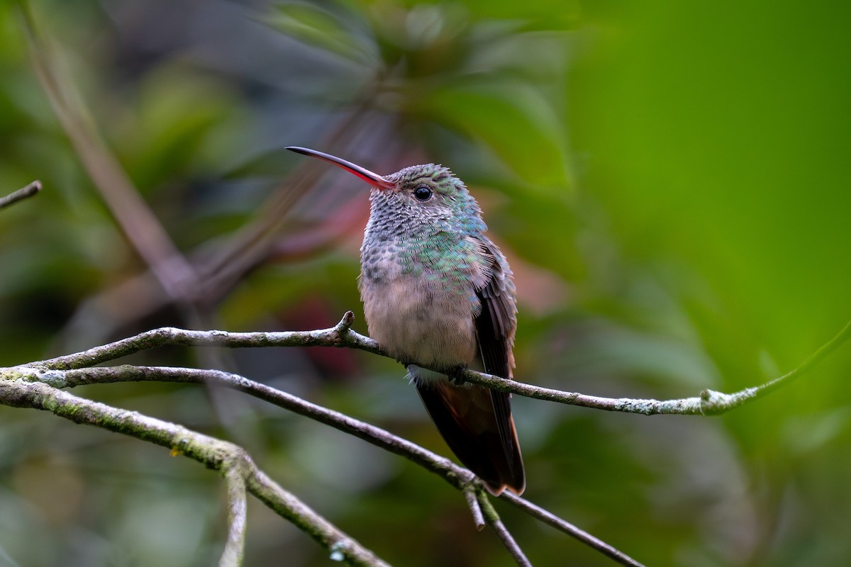 kolibřík yukatanský - ML646431288