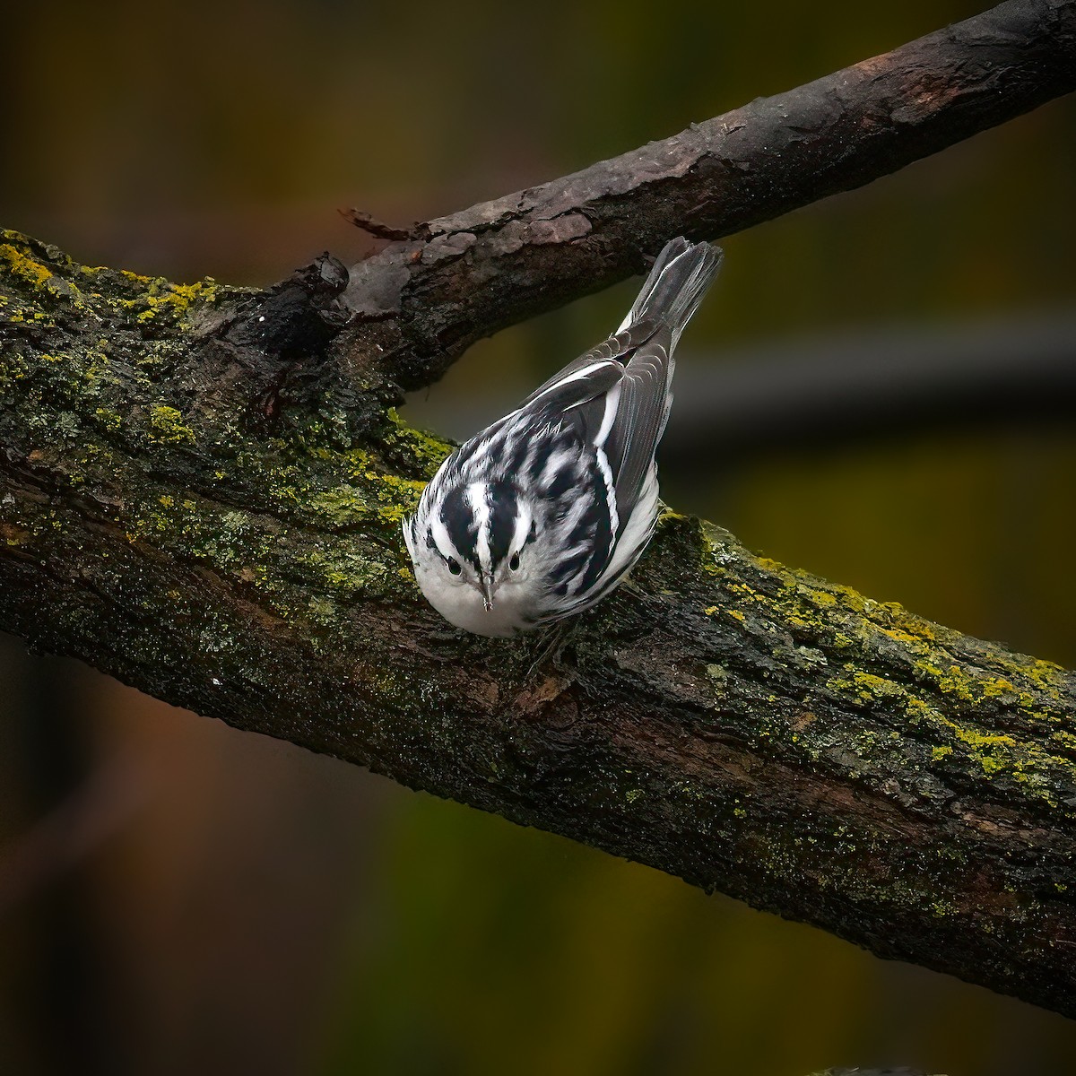 Black-and-white Warbler - ML646431289