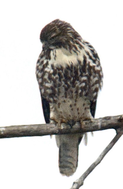 Red-tailed Hawk - ML646431291