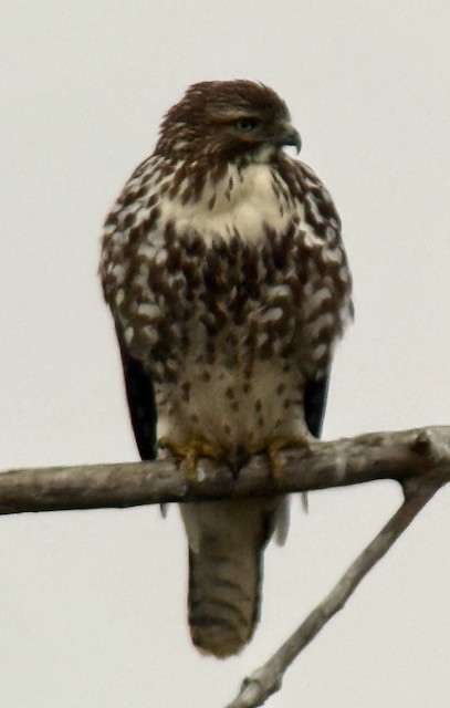 Red-tailed Hawk - ML646431292