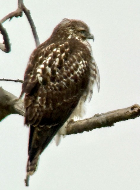 Red-tailed Hawk - ML646431293