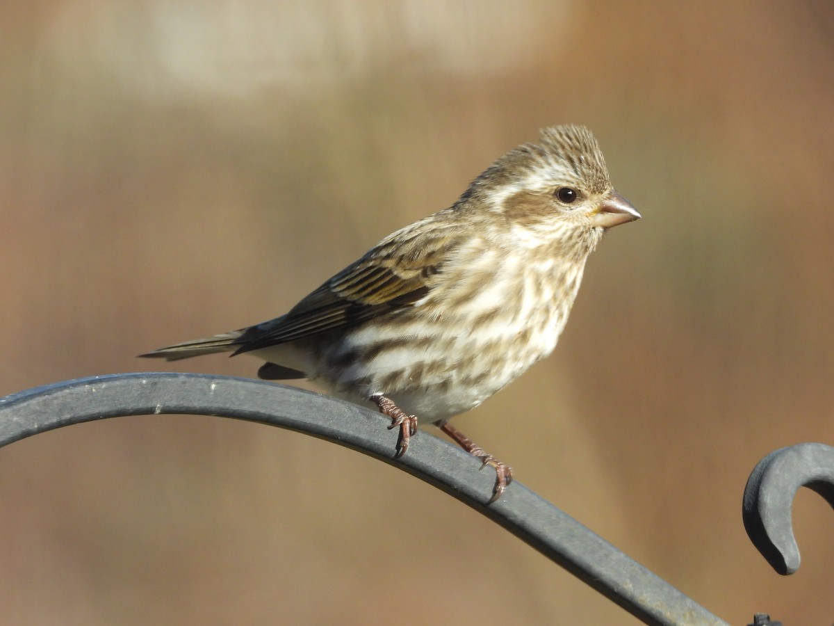 Purpurgimpel - ML646431295