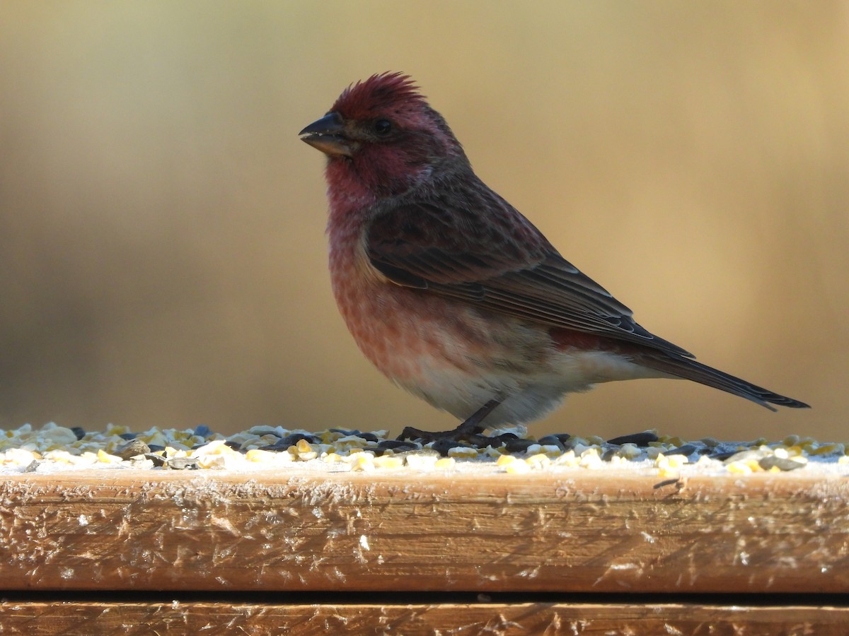 Purpurgimpel - ML646431296