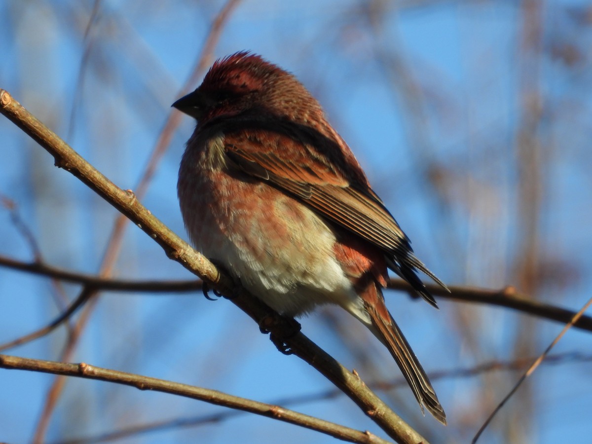 Purpurgimpel - ML646431298