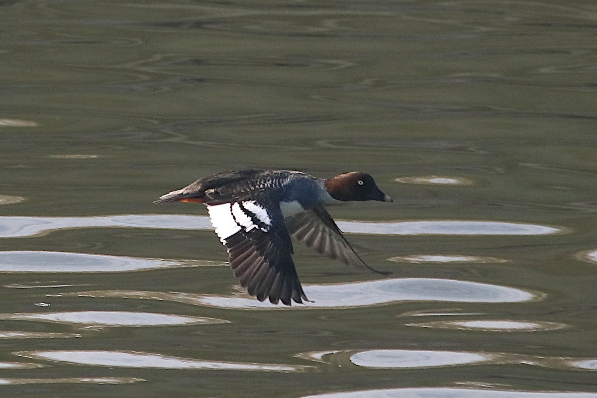 Common Goldeneye - ML646431299