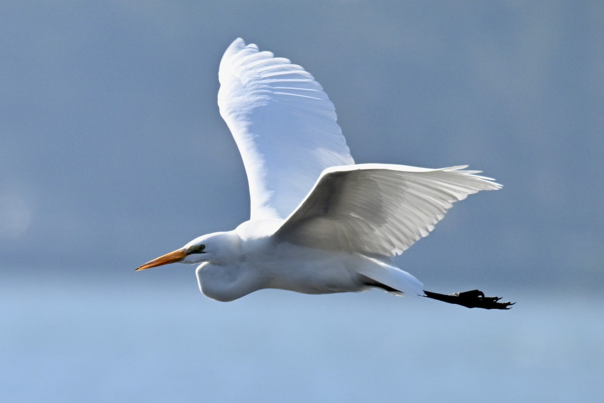 Koartza zuria - ML646431301