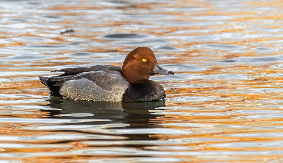 Redhead - ML646431302