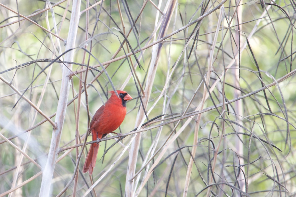 Northern Cardinal - ML646431304