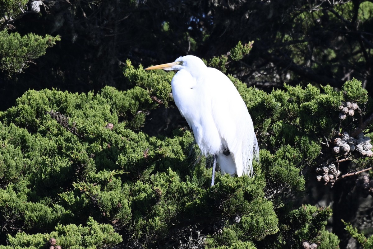 Koartza zuria - ML646431305