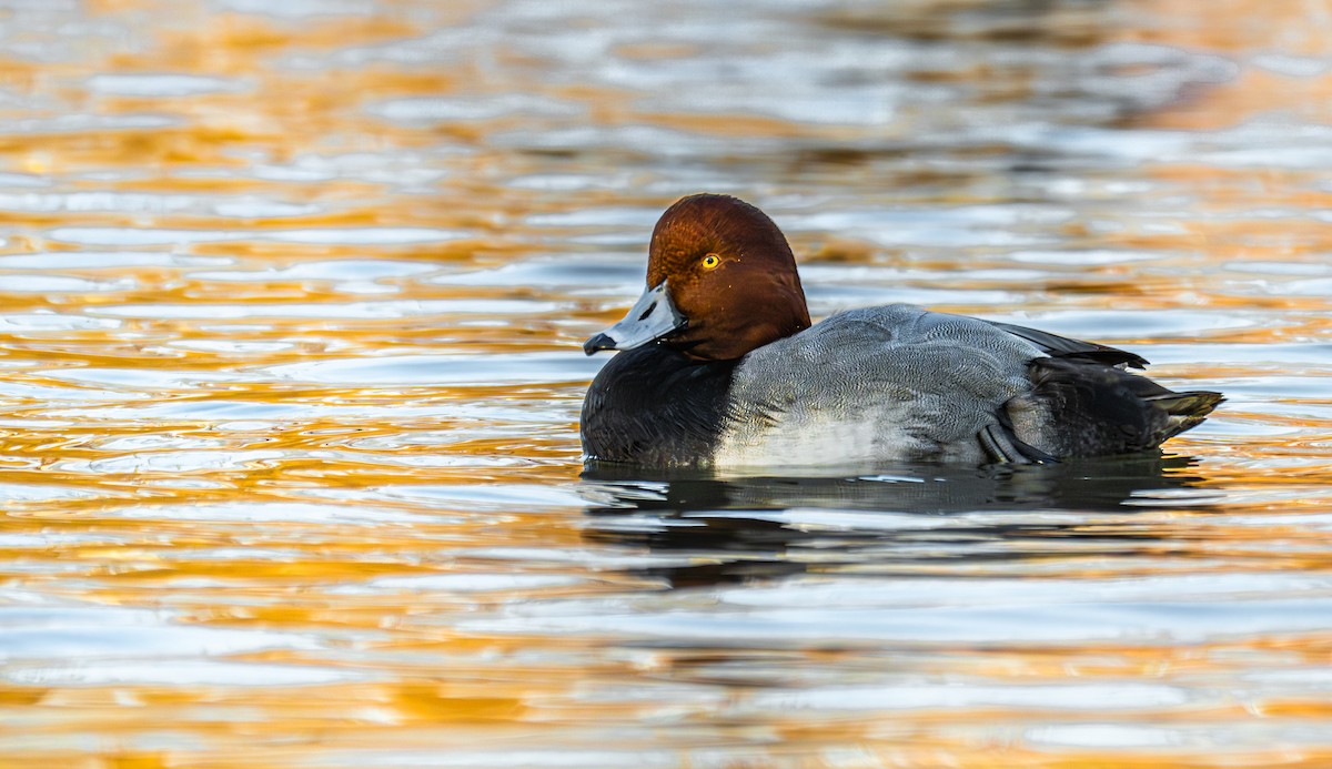 Redhead - ML646431307