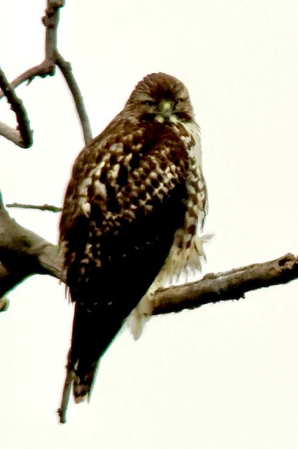 Red-tailed Hawk - ML646431308