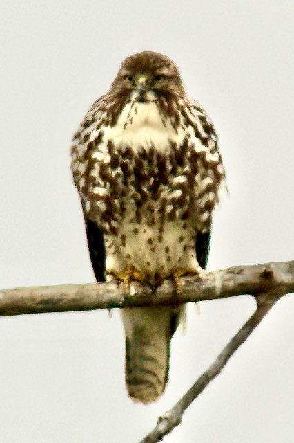 Red-tailed Hawk - ML646431309