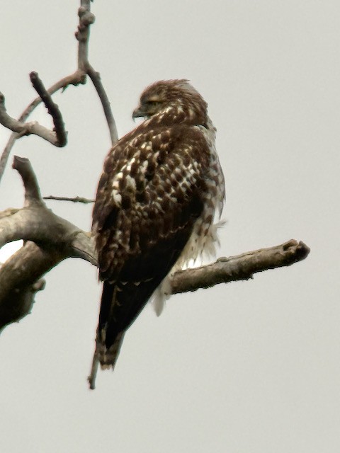 Red-tailed Hawk - ML646431310