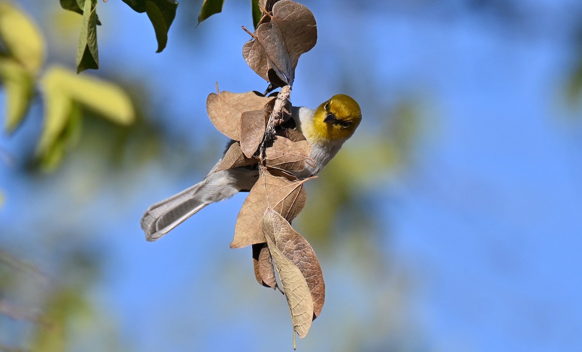 moudivláček žlutohlavý - ML646431312