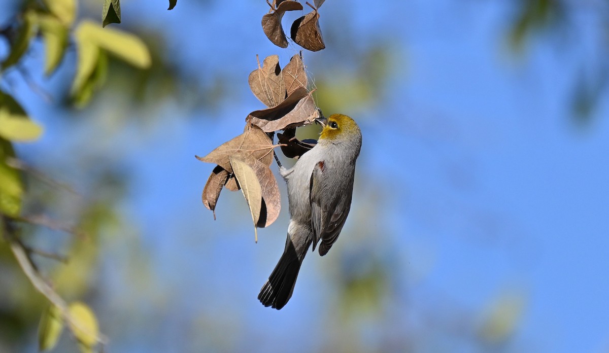 moudivláček žlutohlavý - ML646431313
