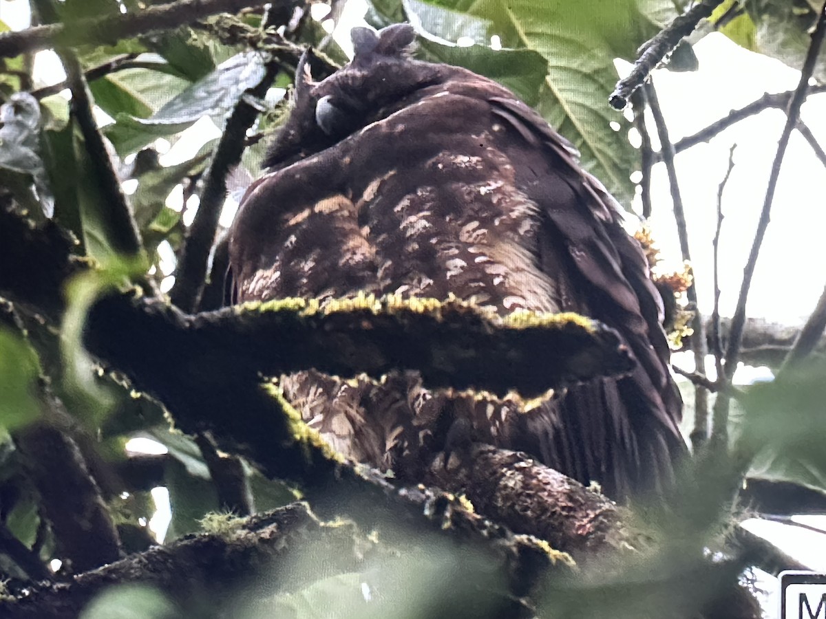 Hibou maître-bois - ML646431314