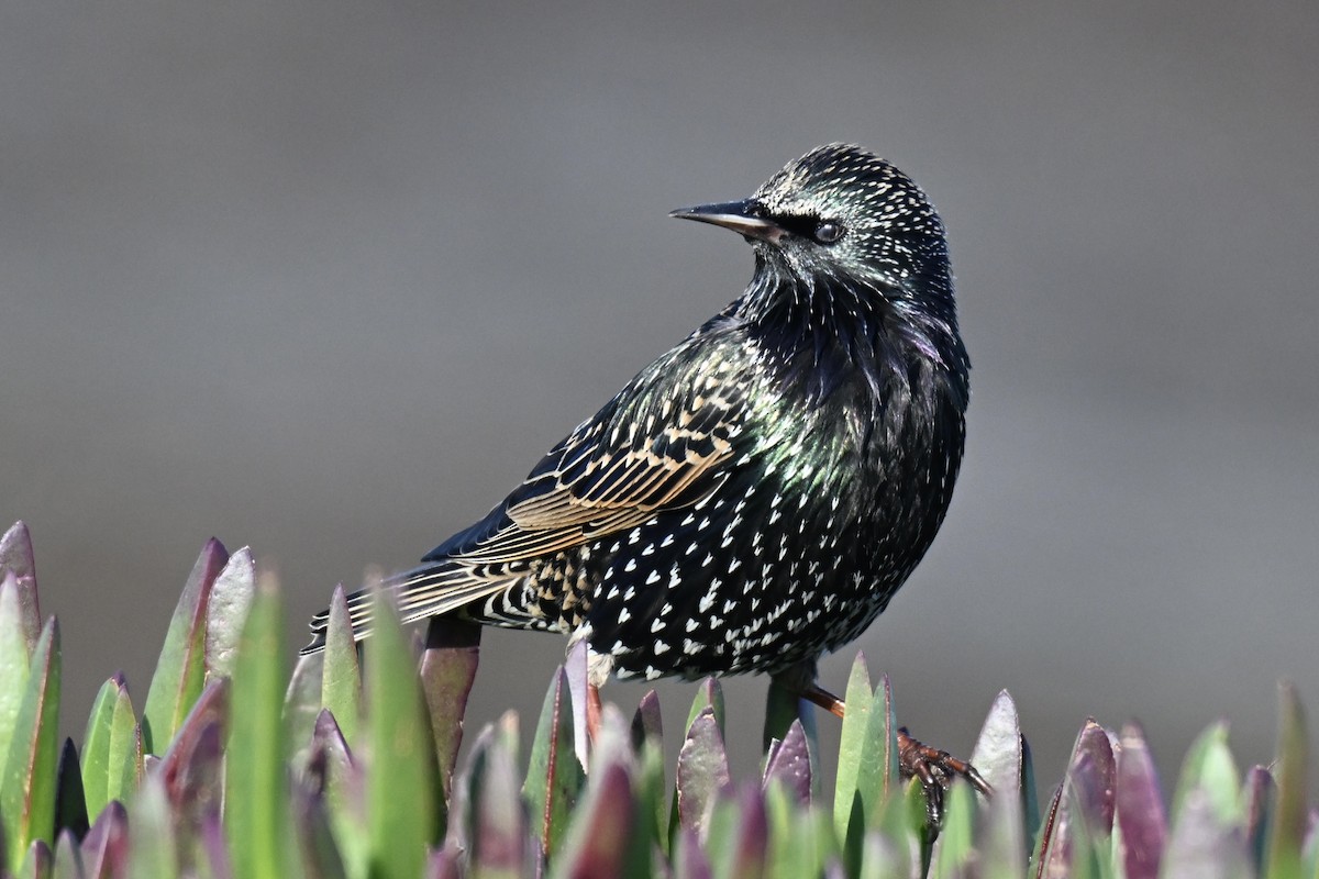 špaček obecný - ML646431315