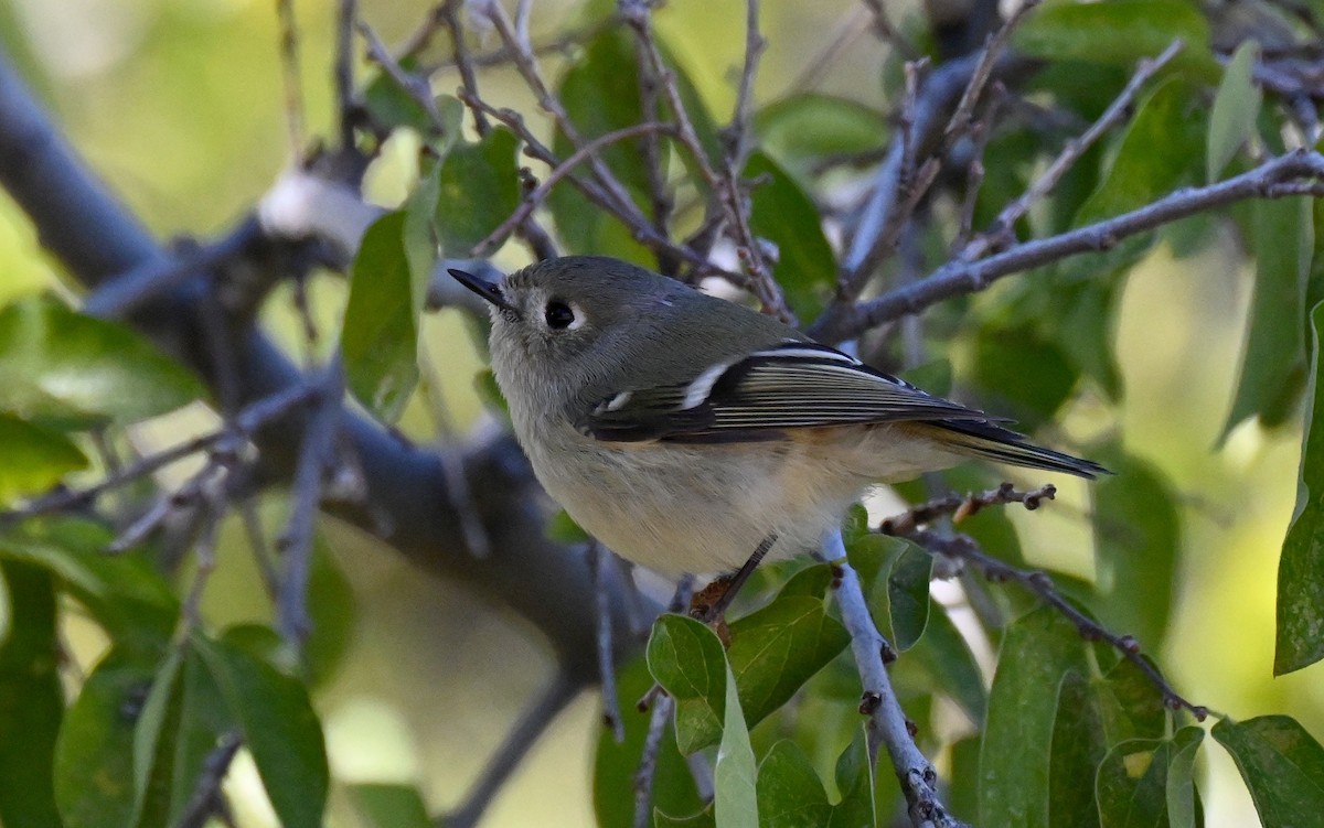 Ruby-crowned Kinglet - ML646431316