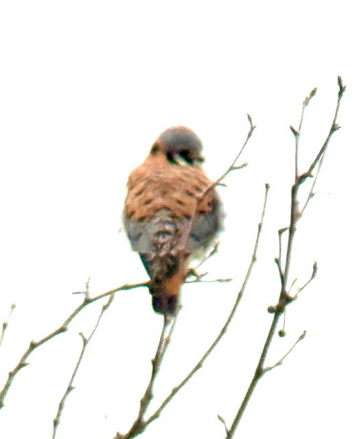 American Kestrel - ML646431317