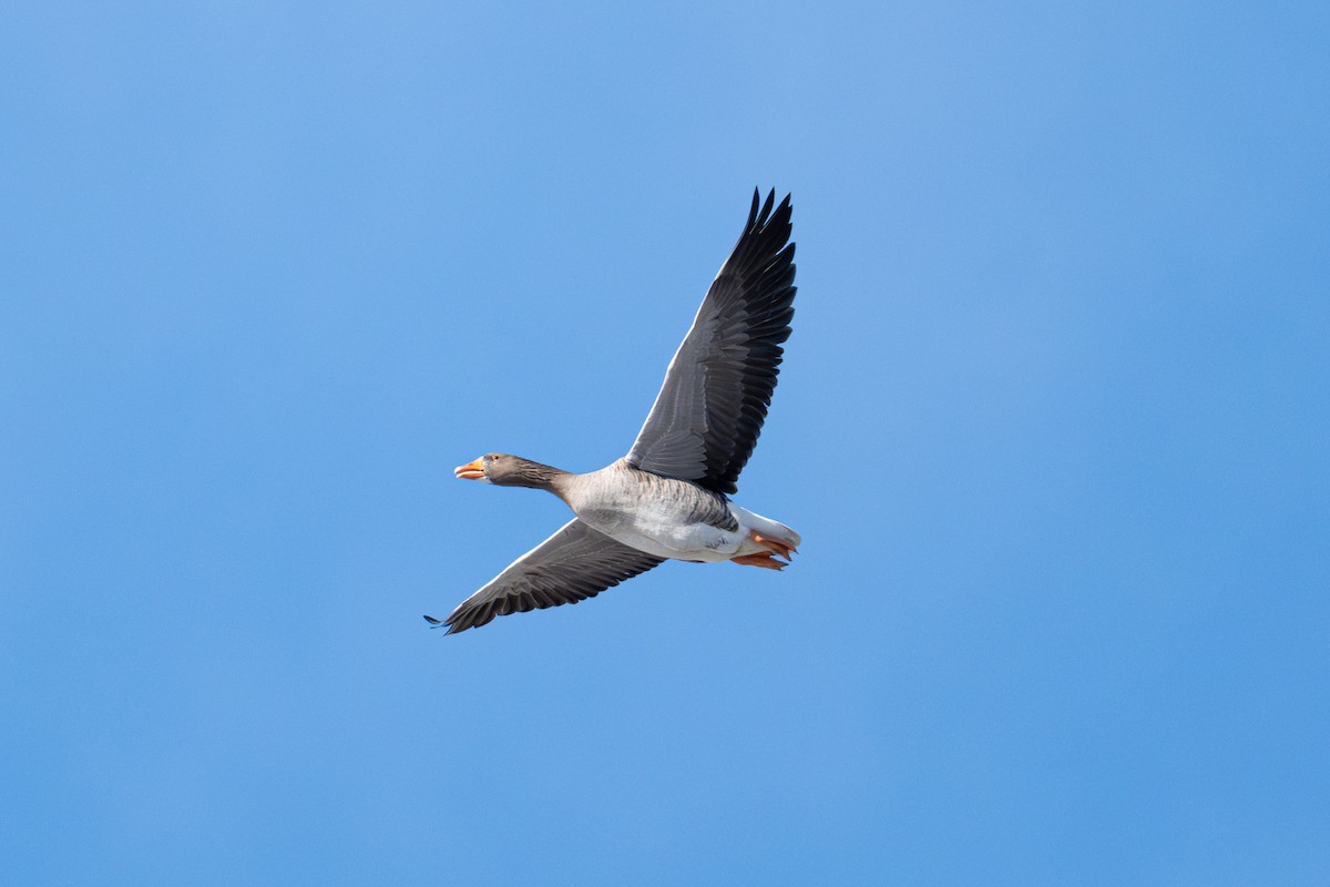 Graylag Goose (Domestic type) - ML646431318