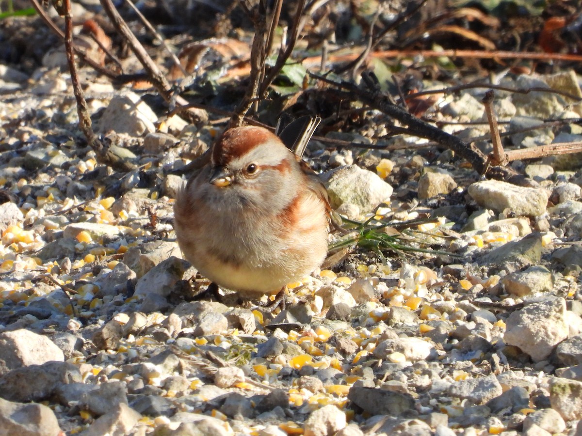 American Tree Sparrow - ML646431321
