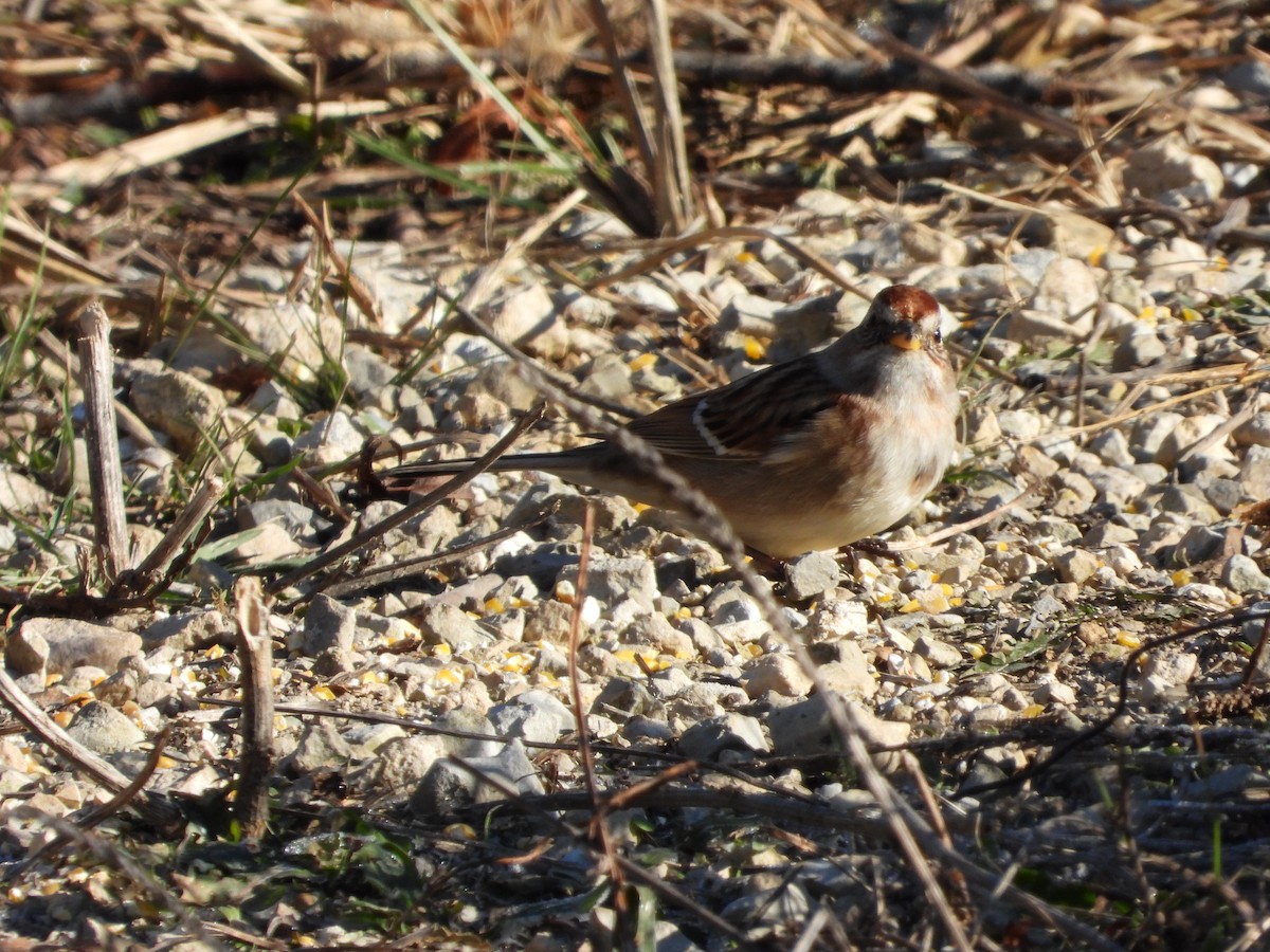 American Tree Sparrow - ML646431323
