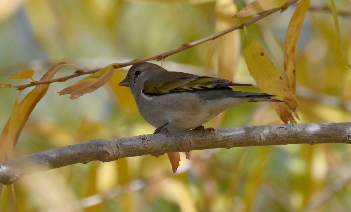 čížek kalifornský - ML646431326