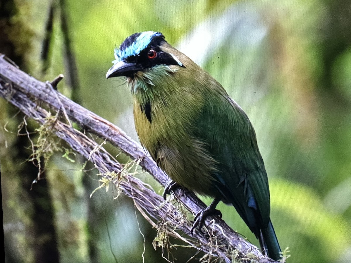 Motmot d'Équateur - ML646431327