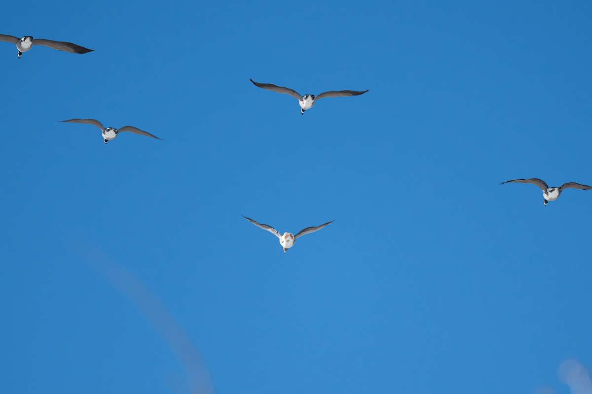 Graylag Goose (Domestic type) - ML646431328