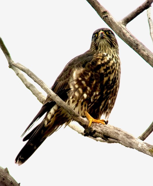 Merlin - ML646431329