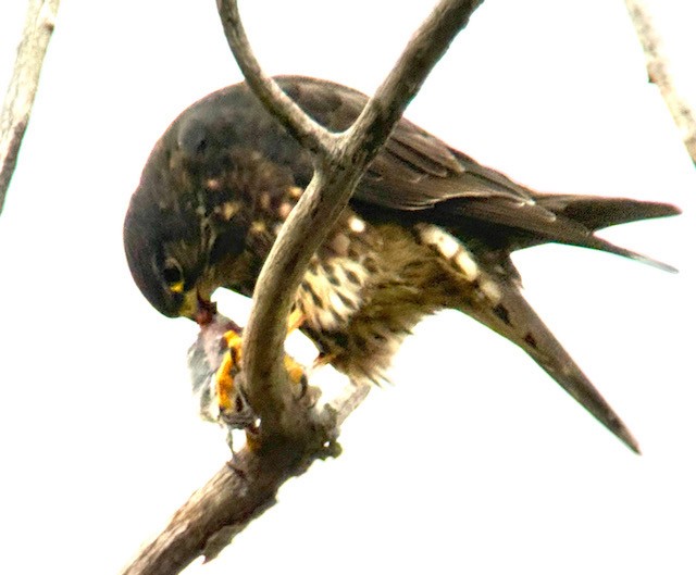 Merlin - ML646431330