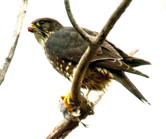 Merlin - ML646431331