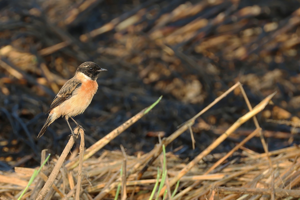 Amur Stonechat - ML646431332