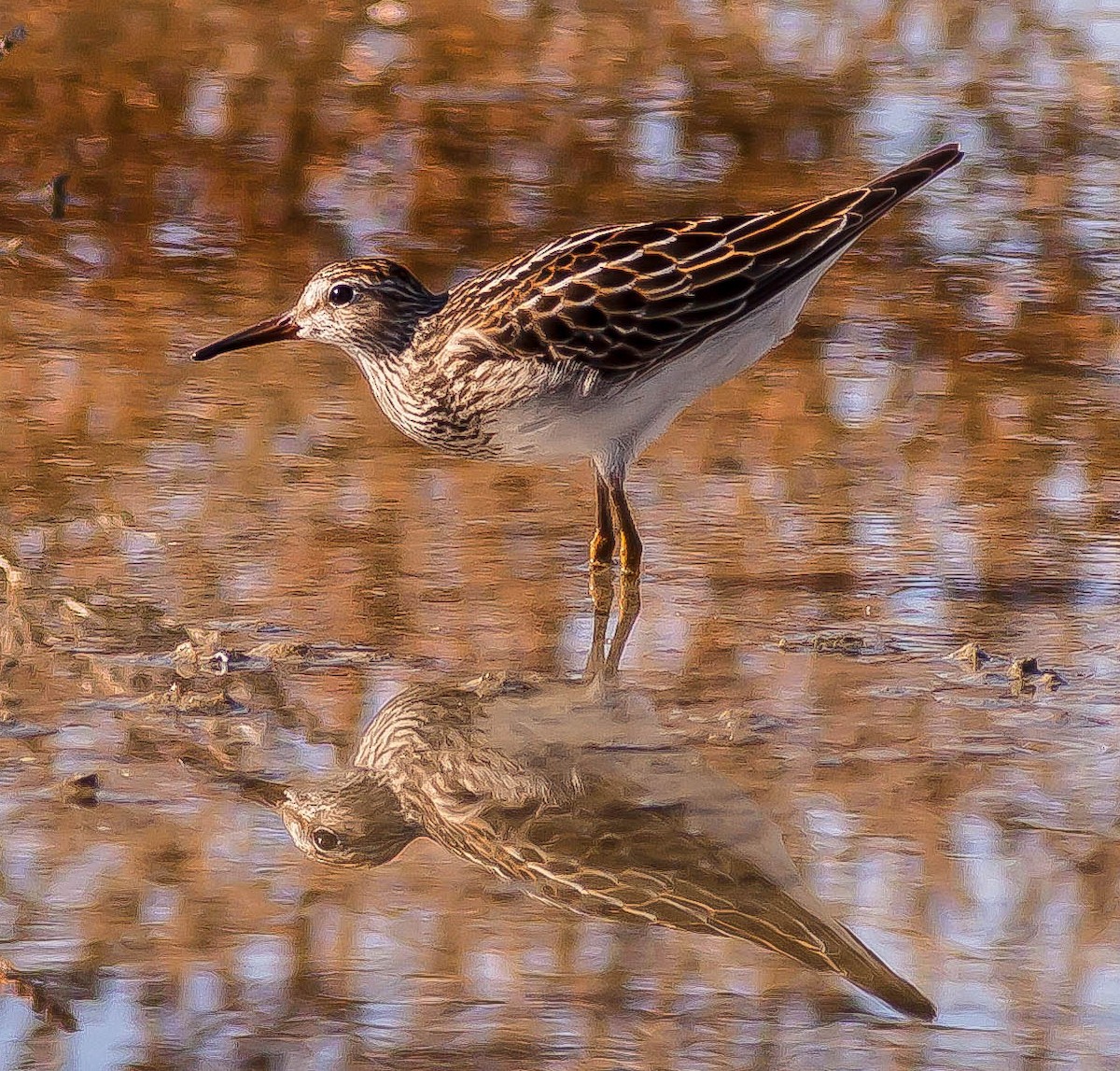 Pectoral Sandpiper - ML646431333
