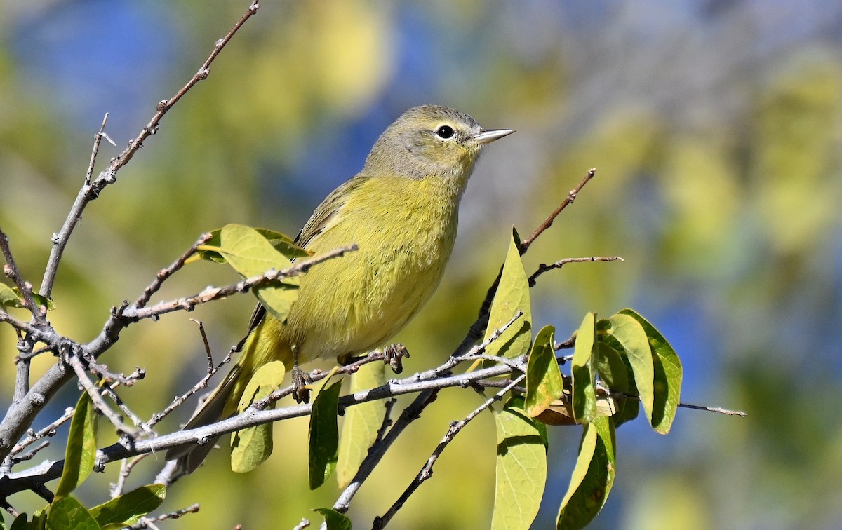 lesňáček hvězdičkový - ML646431334