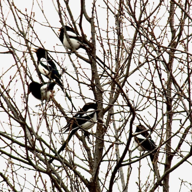Yellow-billed Magpie - ML646431335