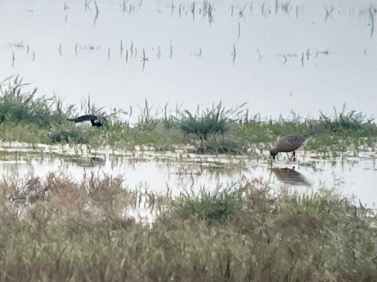 Побережник ісландський - ML646431337