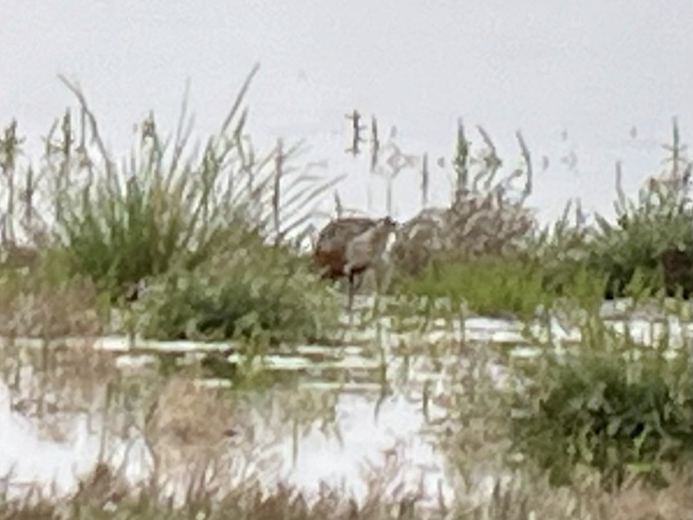 Побережник ісландський - ML646431338