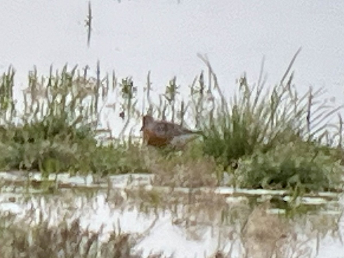 Побережник ісландський - ML646431339