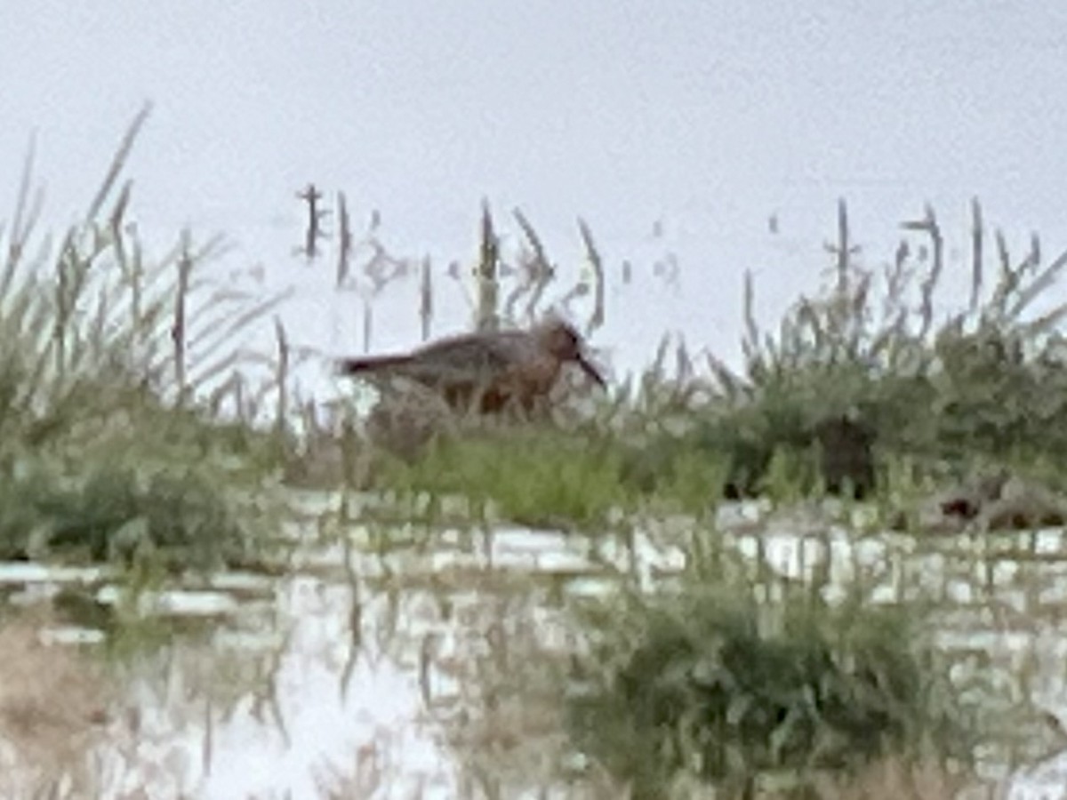 Побережник ісландський - ML646431340