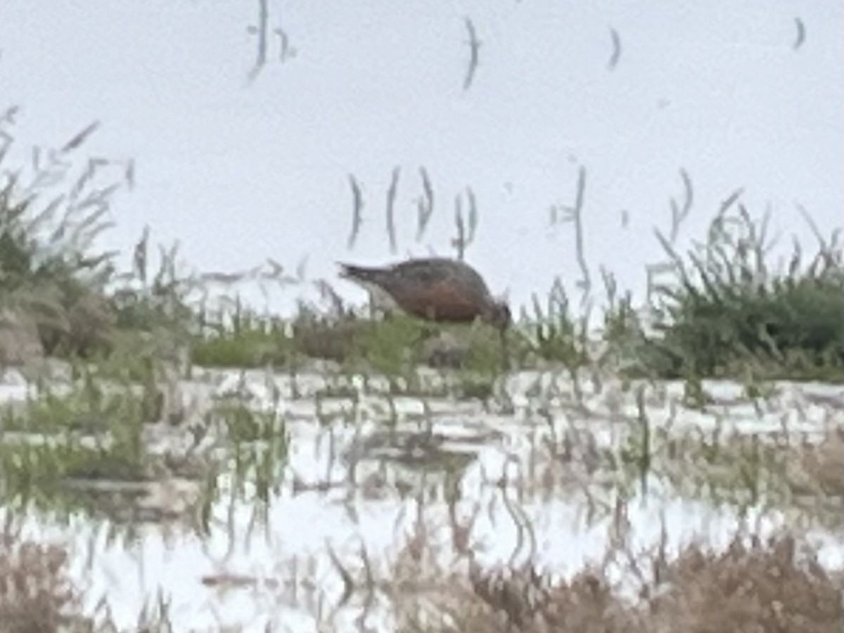 Побережник ісландський - ML646431341