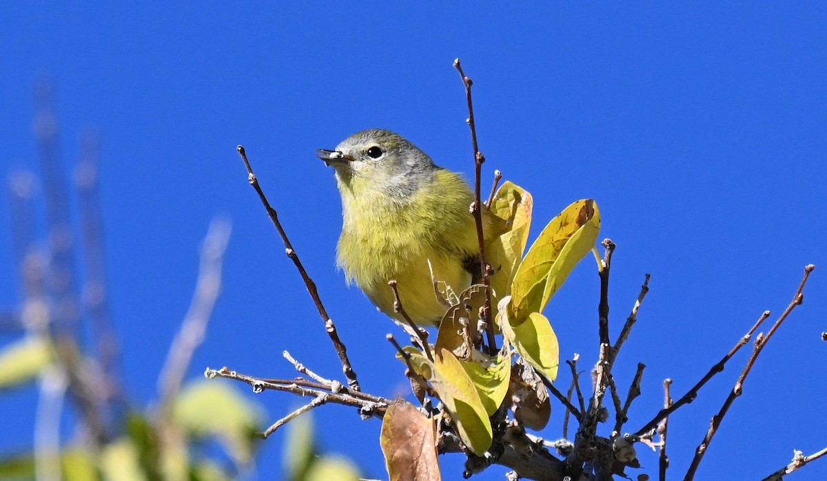 lesňáček hvězdičkový - ML646431342