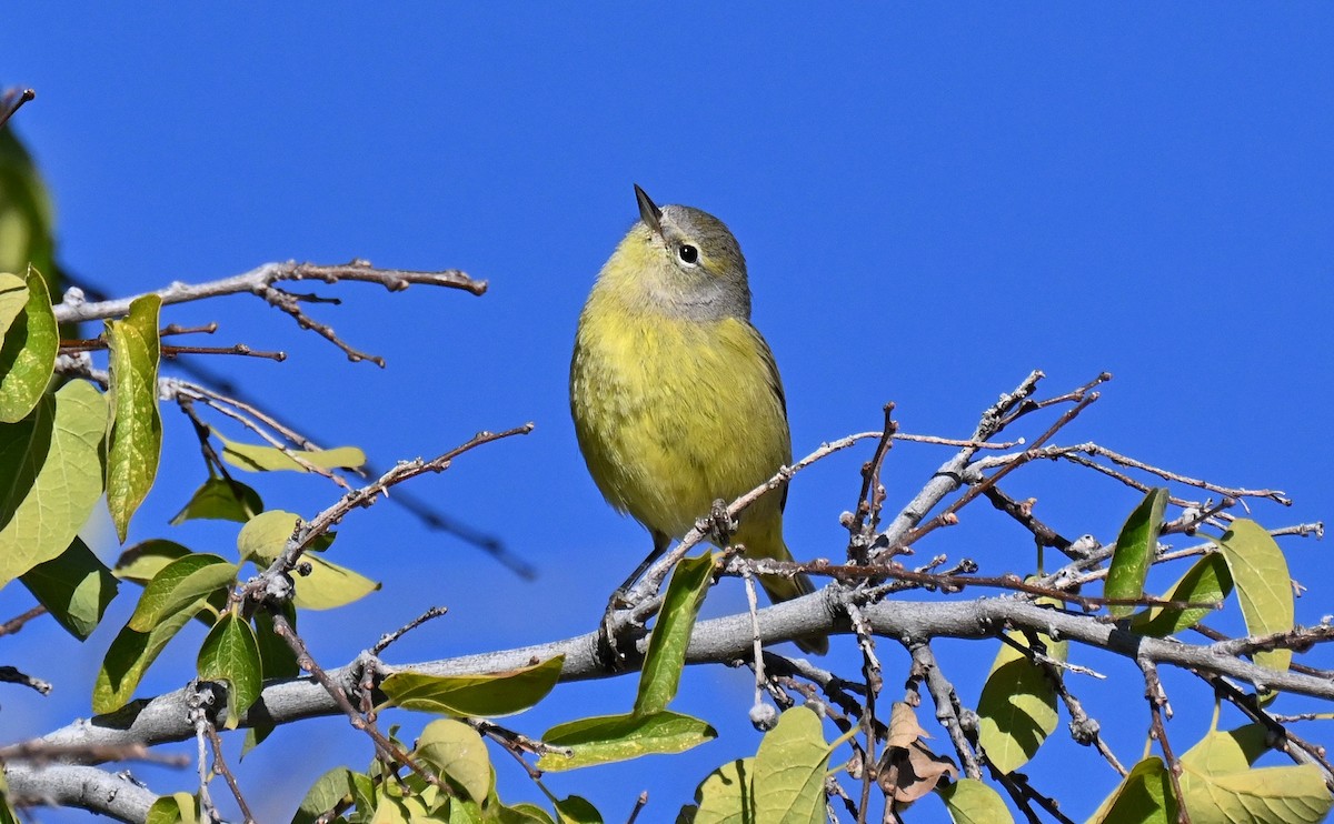 lesňáček hvězdičkový - ML646431343