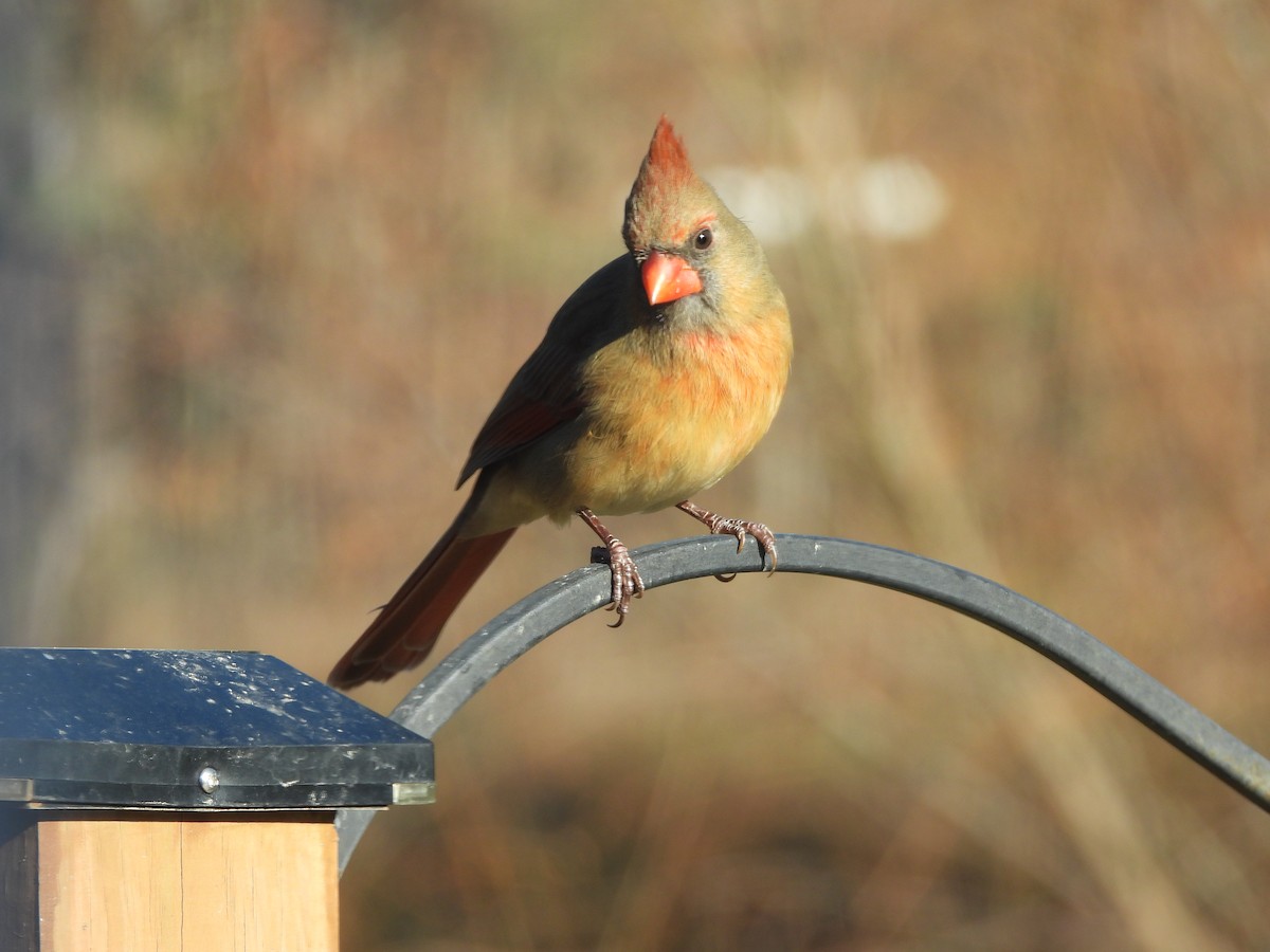 Northern Cardinal - ML646431345