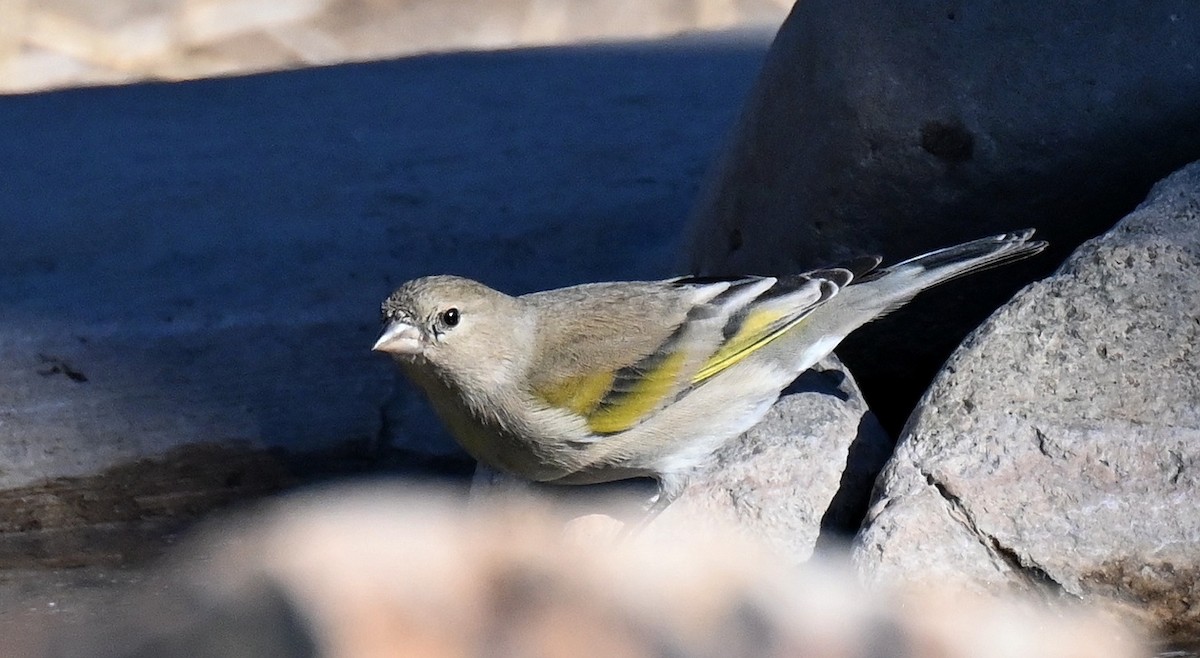 čížek kalifornský - ML646431349