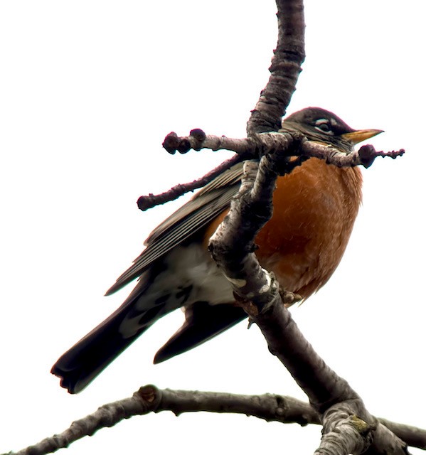 American Robin - ML646431350