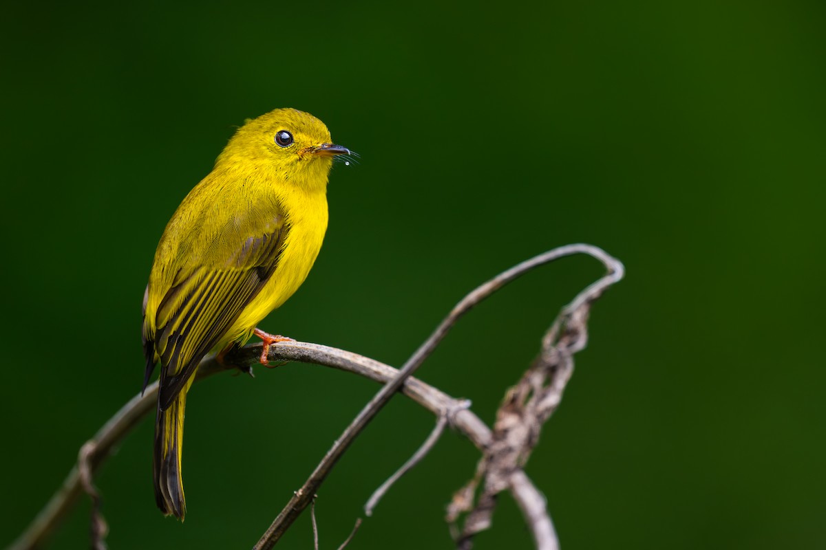 Citrine Canary-Flycatcher - ML646431351