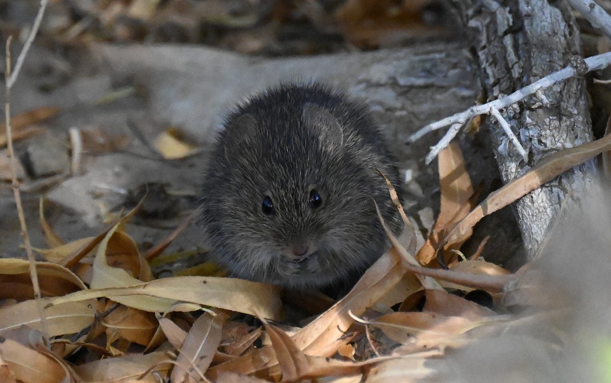 Mammals - ML646431352