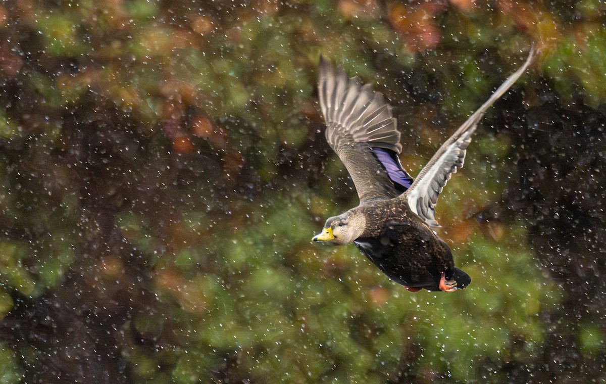 American Black Duck - ML646431354
