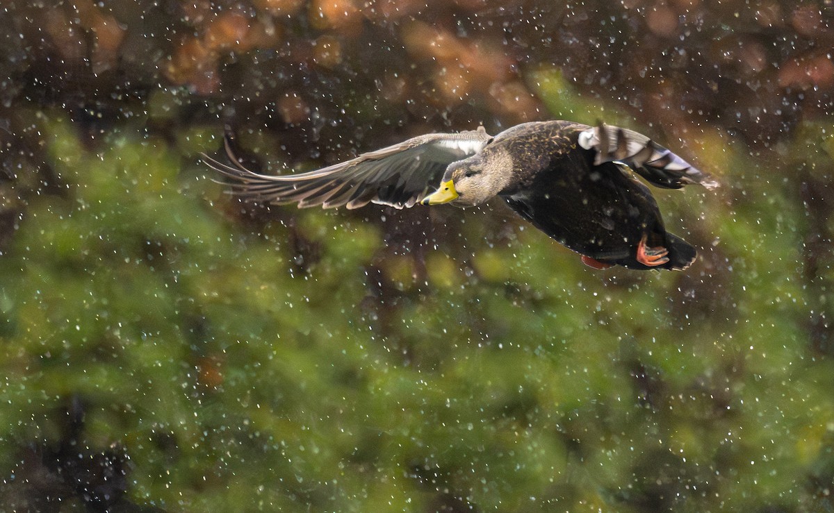 American Black Duck - ML646431356